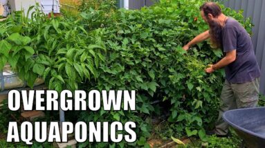 Overgrown Aquaponics Sweet Potato & Mantis Babies